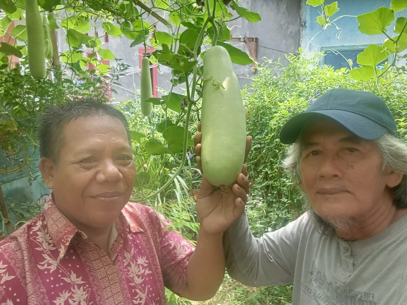 KTNA Kota Cilegon Mendampingi Hasil Panen buah sayuran labuh Di KWT Kelurahan Mekar Sari Pulo Merak